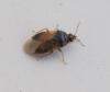 Orius sp.